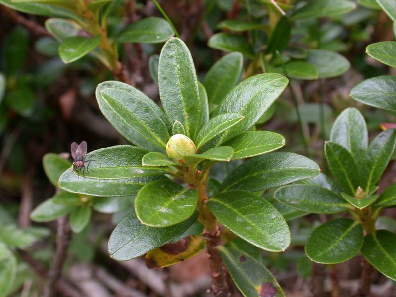 Rhododendron ferrugineum / Rododendro rosso